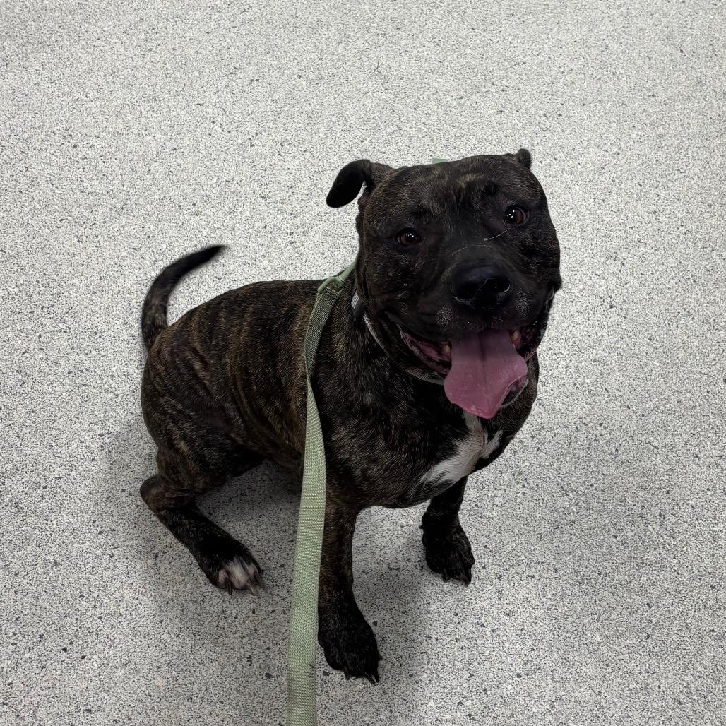 Enlarge Peanut, a Adoptable Mixed Breed in Jacksonville, FL image 1/1