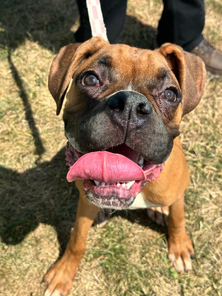 Watson, Adoptable, Young Male Boxer.