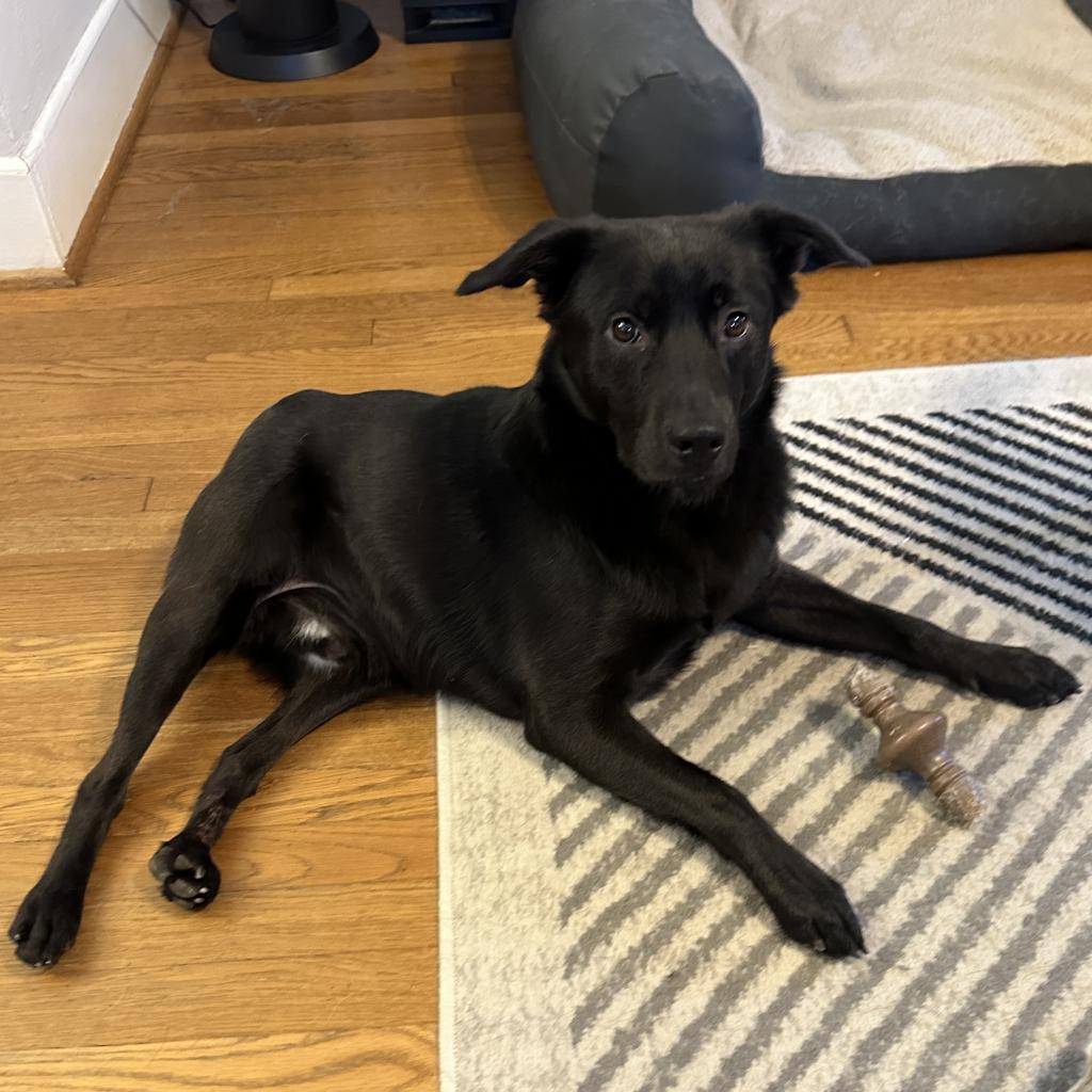 Enlarge Berne Y328, a Adoptable Australian Shepherd in Allen, TX image 1/6