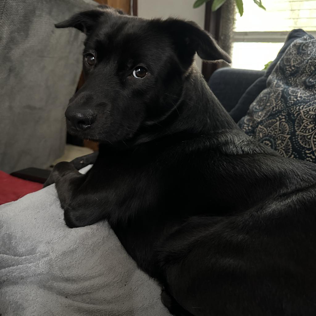 Enlarge Berne Y328, a Adoptable Australian Shepherd in Allen, TX image 2/6