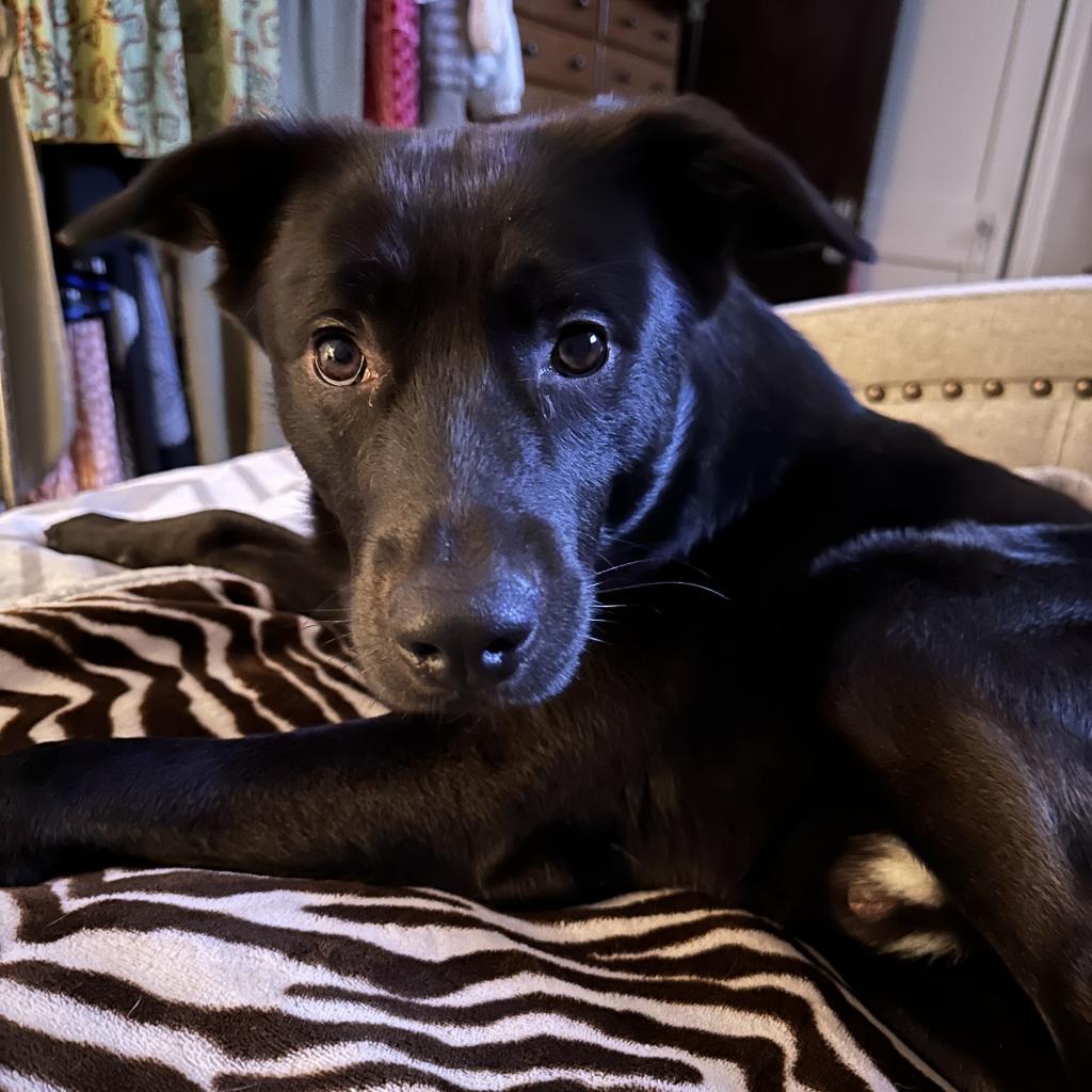Enlarge Berne Y328, a Adoptable Australian Shepherd in Allen, TX image 3/6