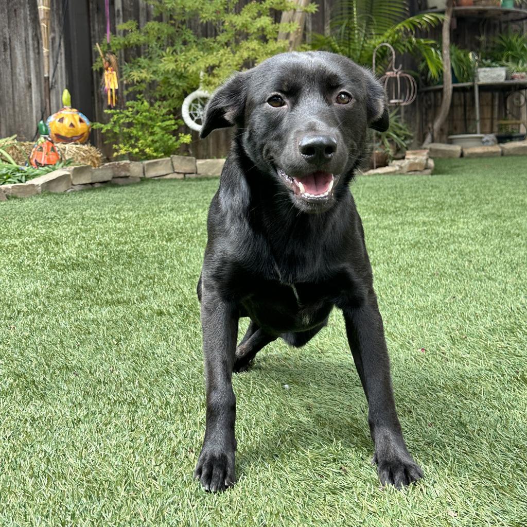 Enlarge Berne Y328, a Adoptable Australian Shepherd in Allen, TX image 4/6