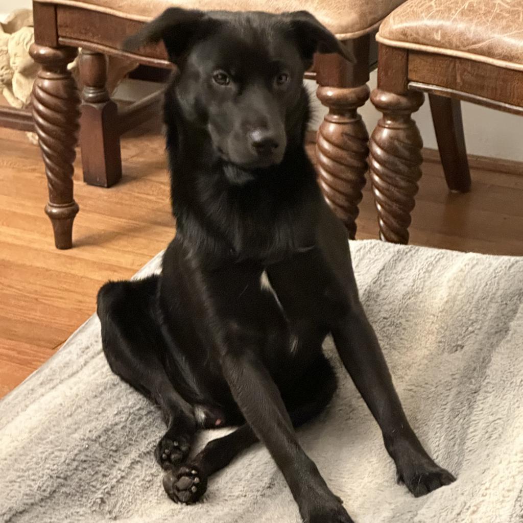 Enlarge Berne Y328, a Adoptable Australian Shepherd in Allen, TX image 5/6