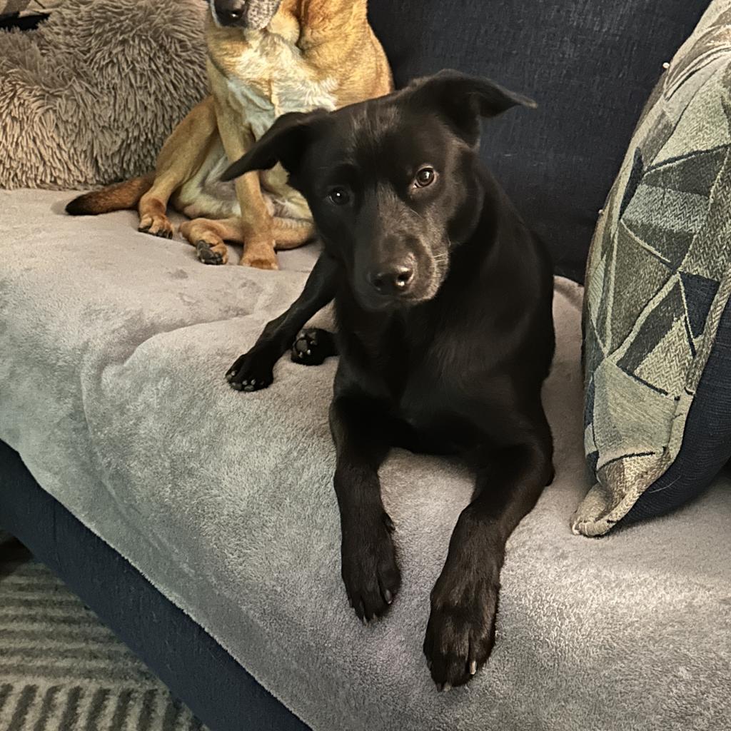 Enlarge Berne Y328, a Adoptable Australian Shepherd in Allen, TX image 6/6