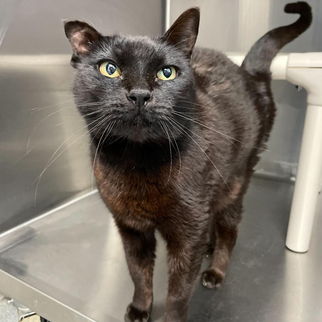 Bitsy, Adoptable, Young Female Domestic Short Hair.