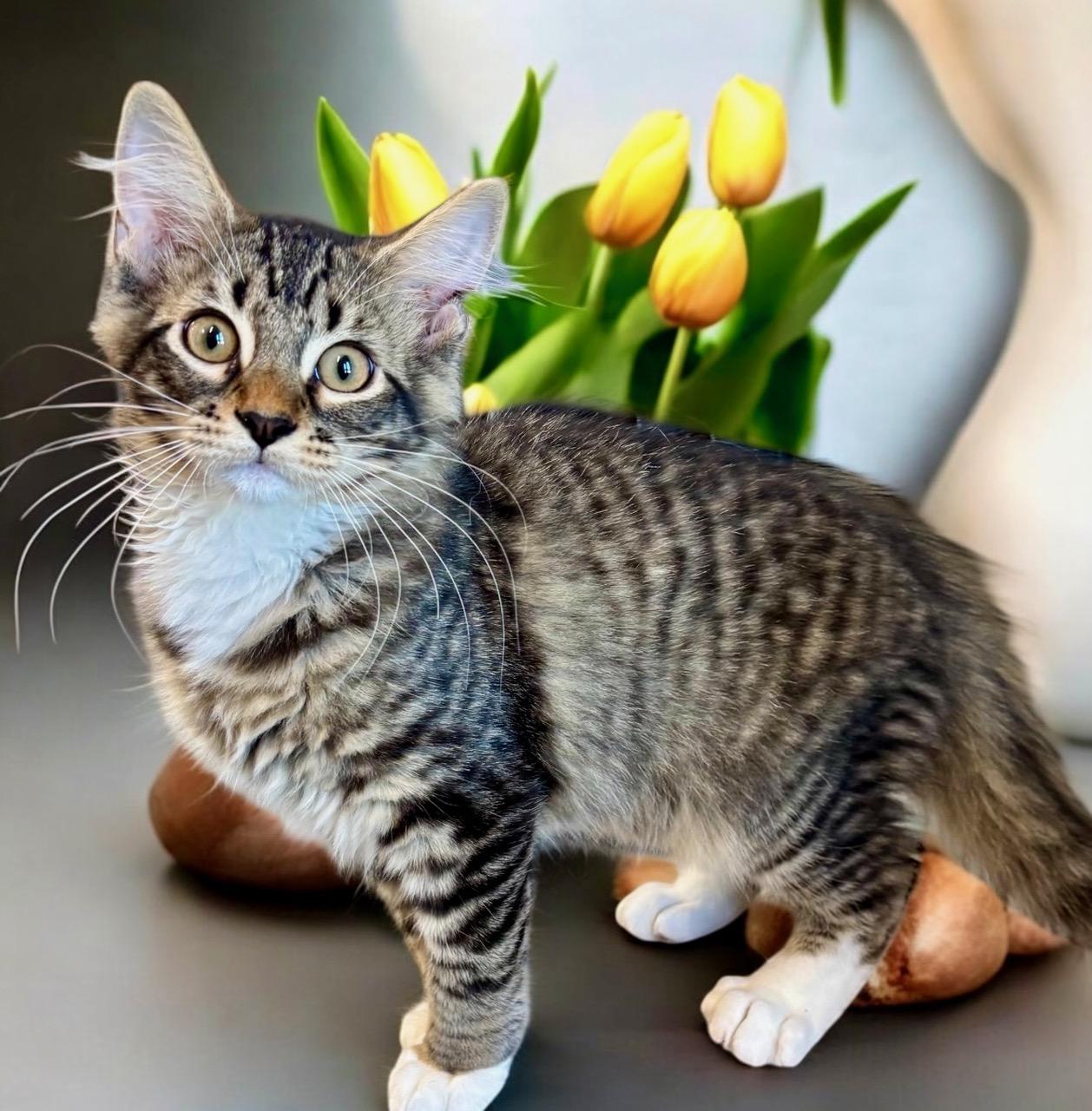 Checkers - KITTEN