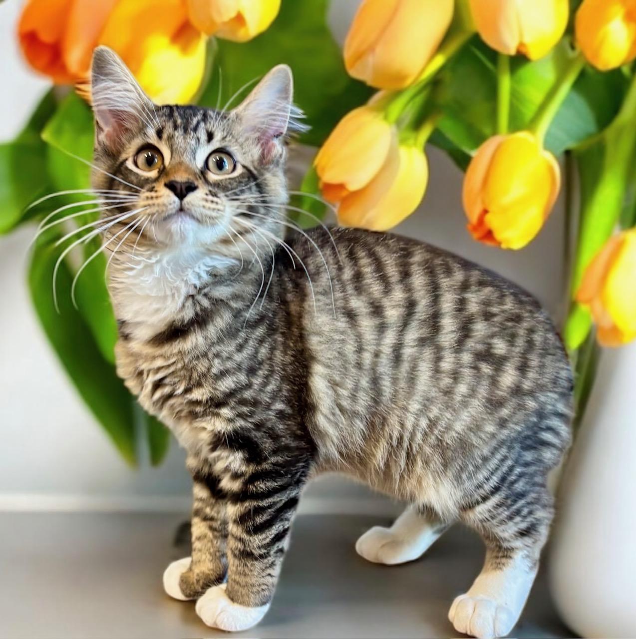 Checkers - KITTEN