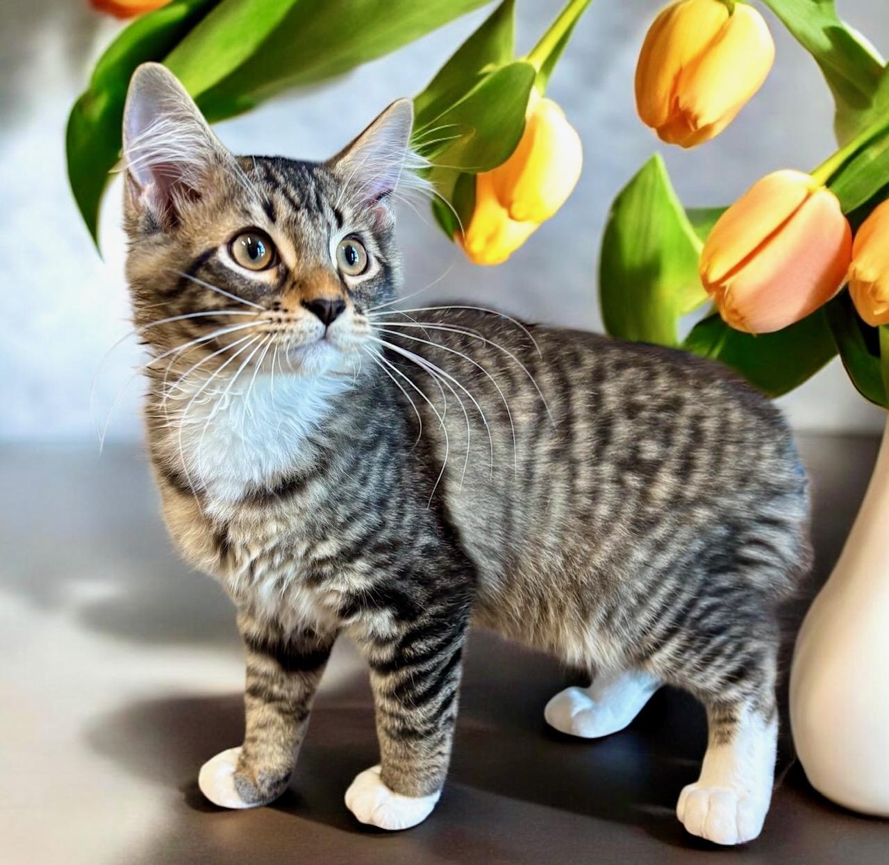 Checkers - KITTEN