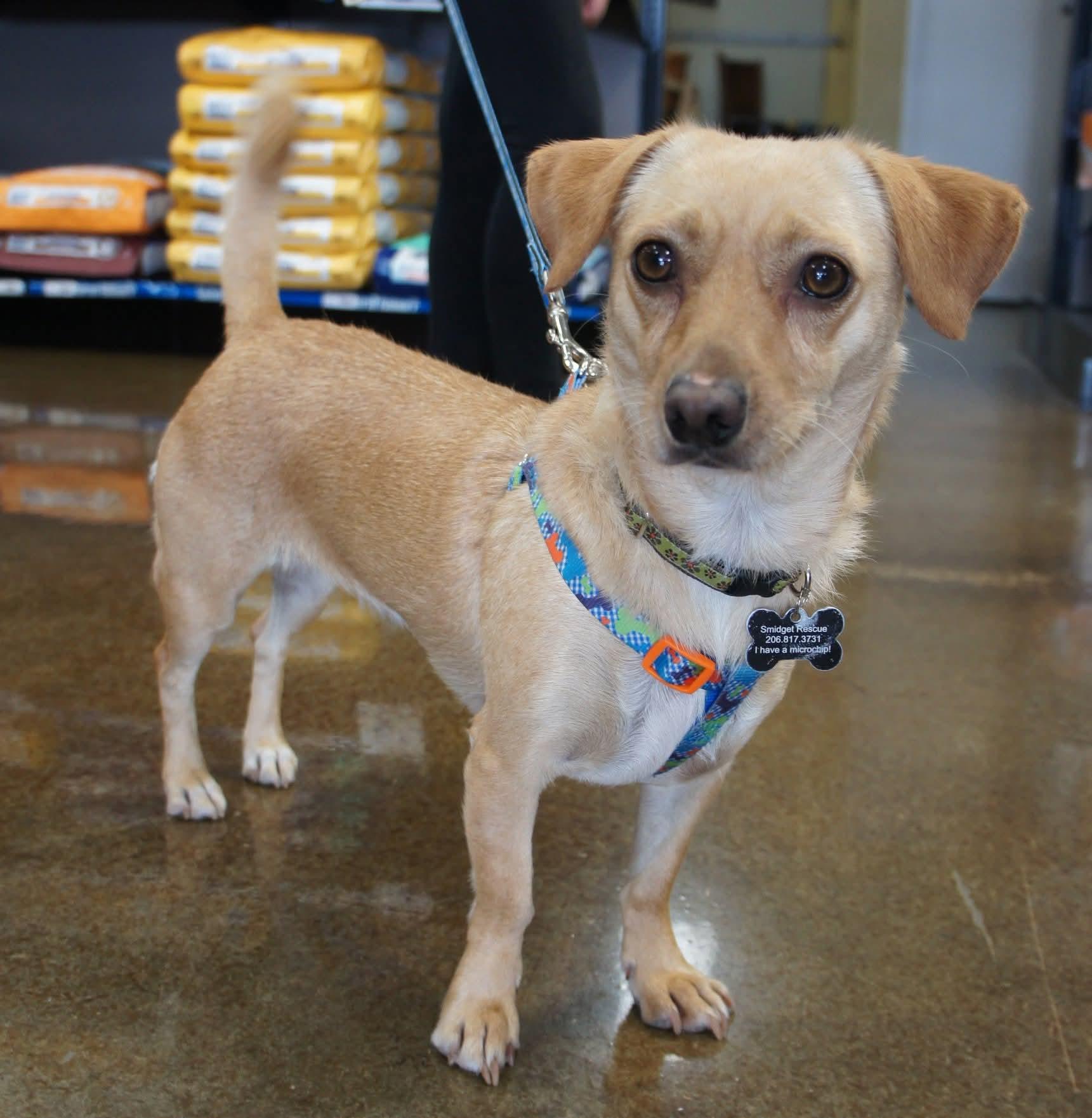 Cherokee, Adoptable, Senior Female Chiweenie & Chihuahua.