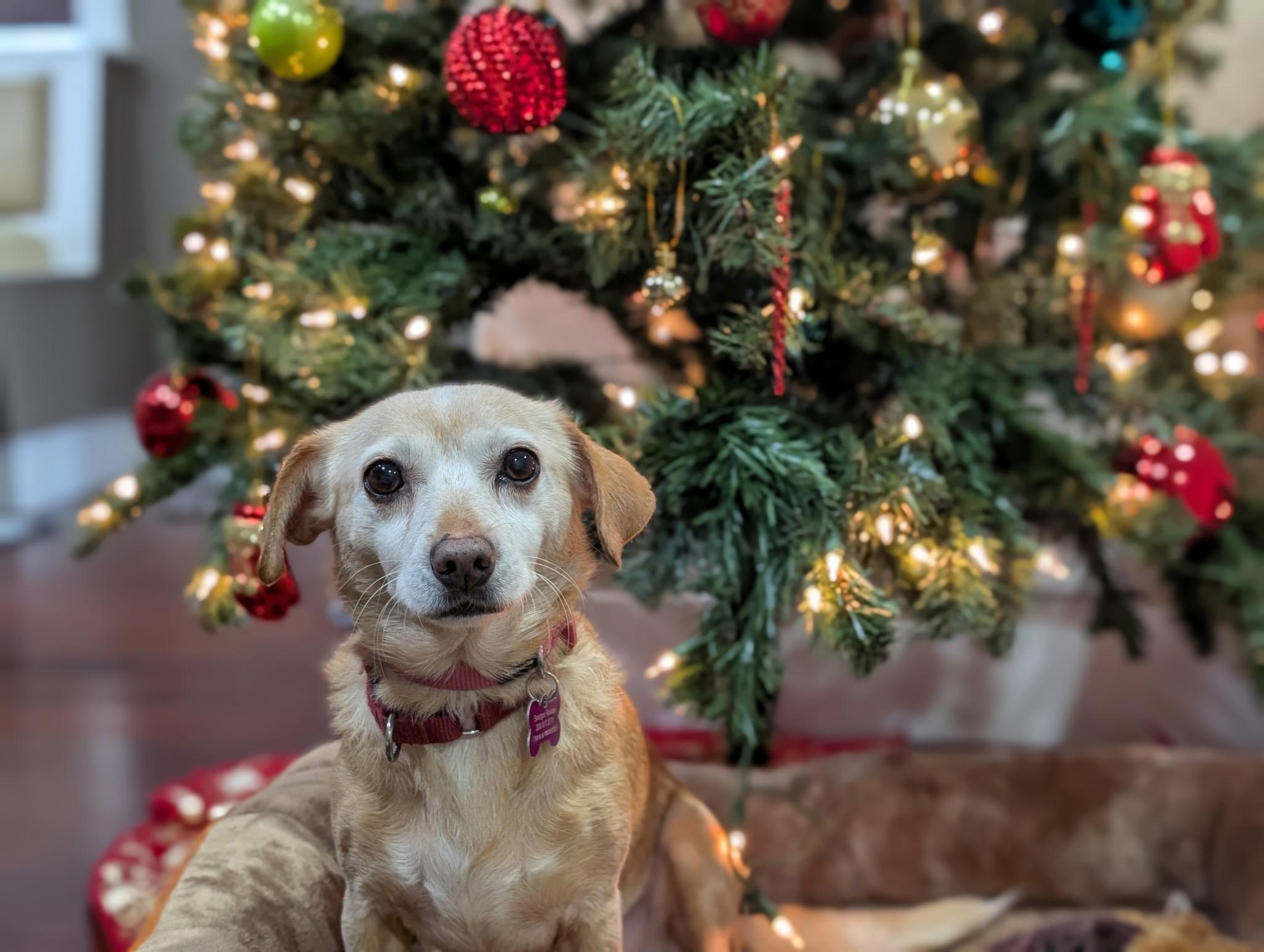 Enlarge Cherokee, a Adoptable mixed breed in Covington, WA image 3/6
