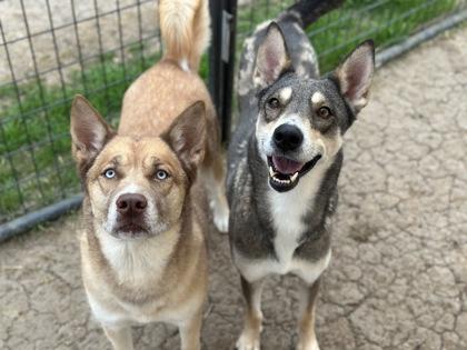 Enlarge Willow, a Adoptable mixed breed in Irving, TX image 1/3