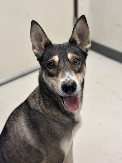 Enlarge Willow, a Adoptable mixed breed in Irving, TX image 2/2