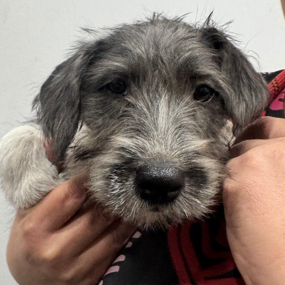 Enlarge Tiffany, an adopted mixed breed in Castleton-On-Hudson, NY image 5/5