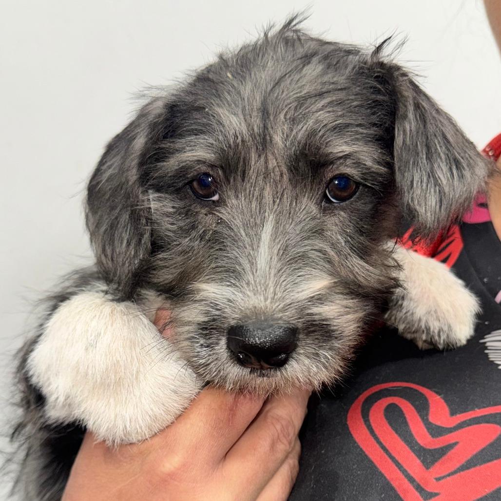 Tiffany, adopted, Puppy Female Terrier & Mixed Breed.