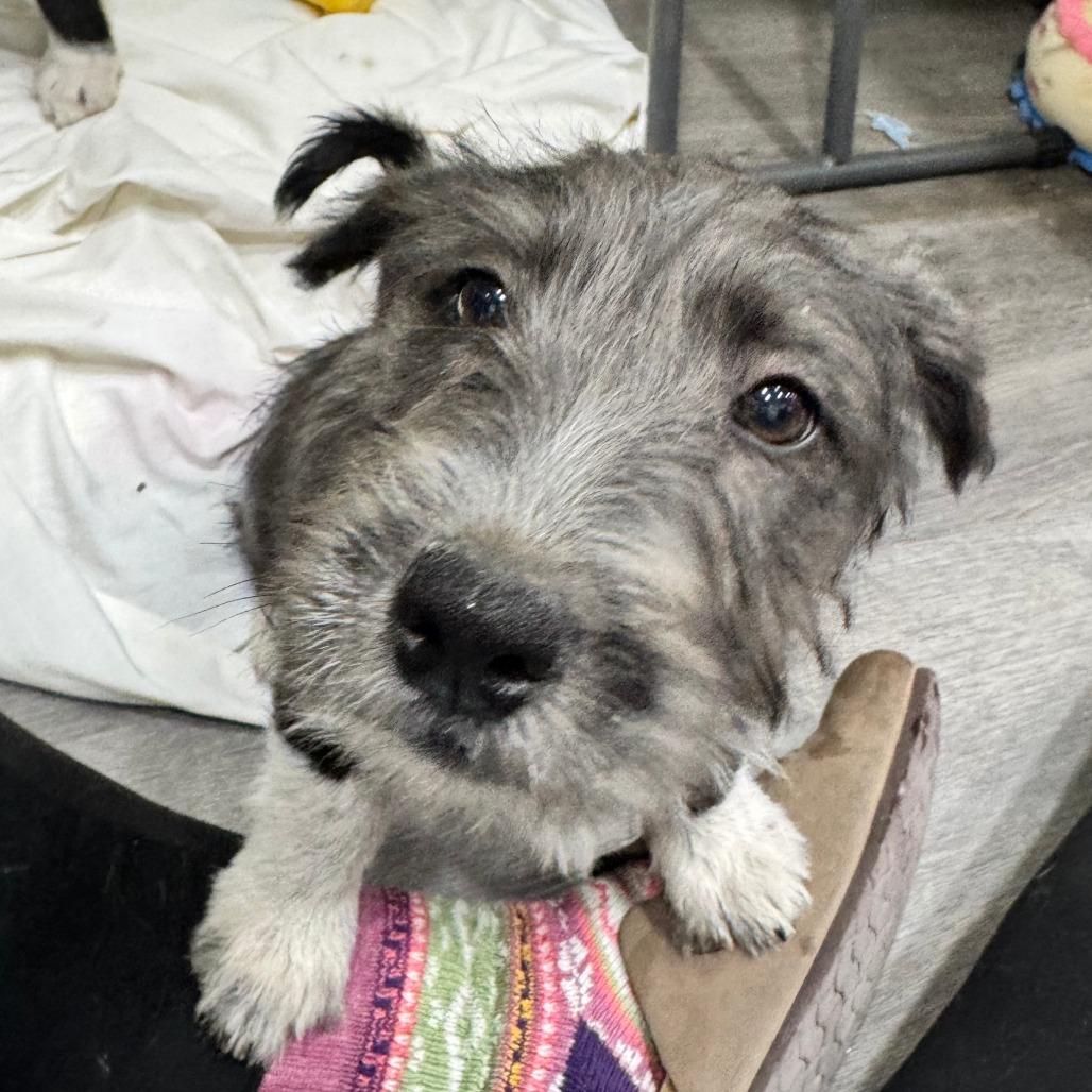 Enlarge Tiffany, an adopted mixed breed in Castleton-On-Hudson, NY image 3/5