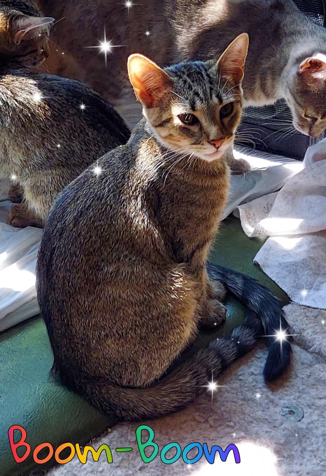 Boom Boom & Dazzler (Bonded Pair), a Adoptable Domestic Short Hair in Louisville, KY image 1/5