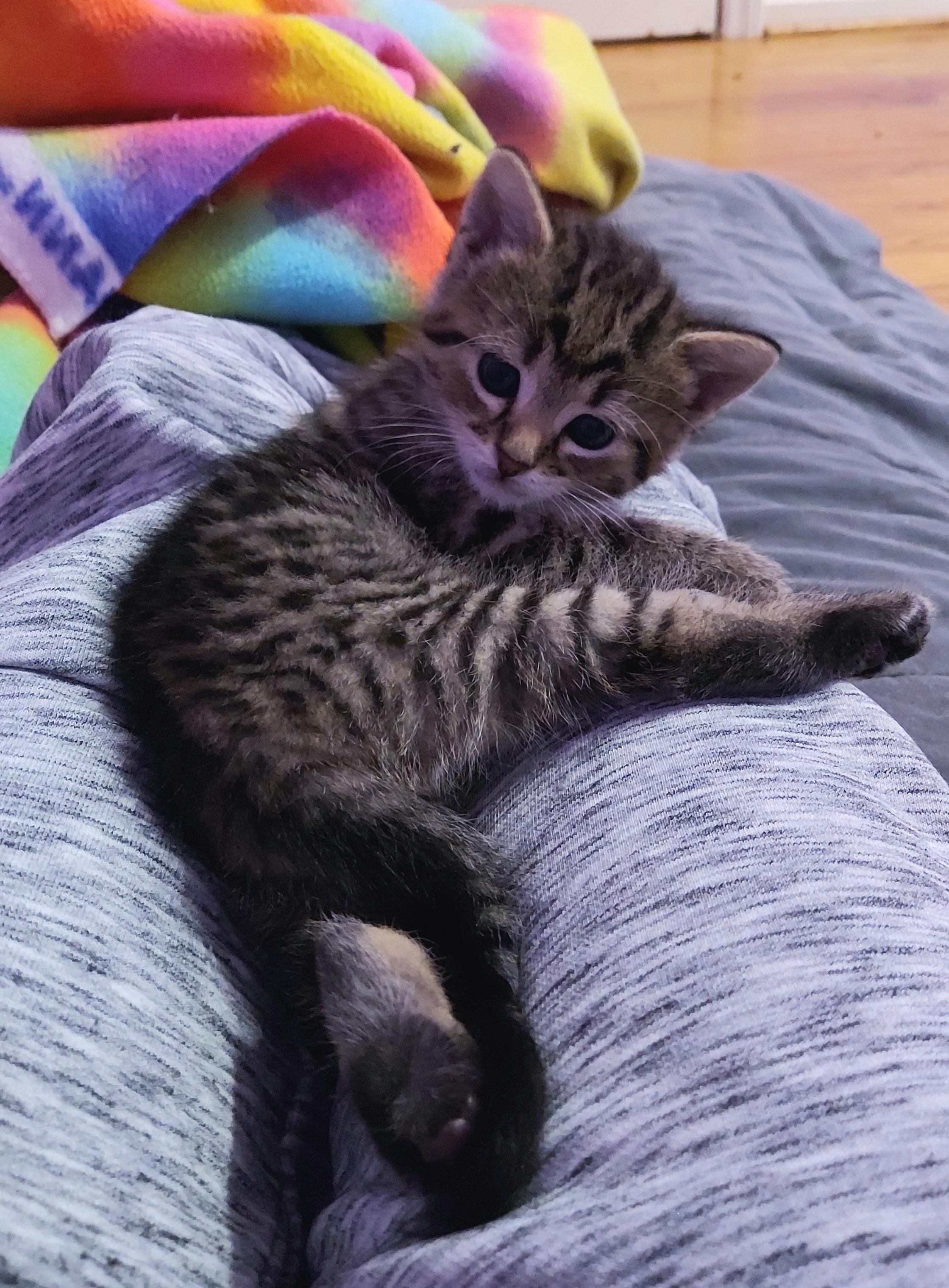 Boom Boom & Dazzler (Bonded Pair), a Adoptable Domestic Short Hair in Louisville, KY image 2/5