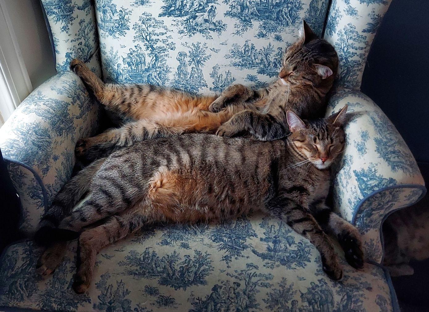 Boom Boom & Dazzler (Bonded Pair), a Adoptable Domestic Short Hair in Louisville, KY image 3/5