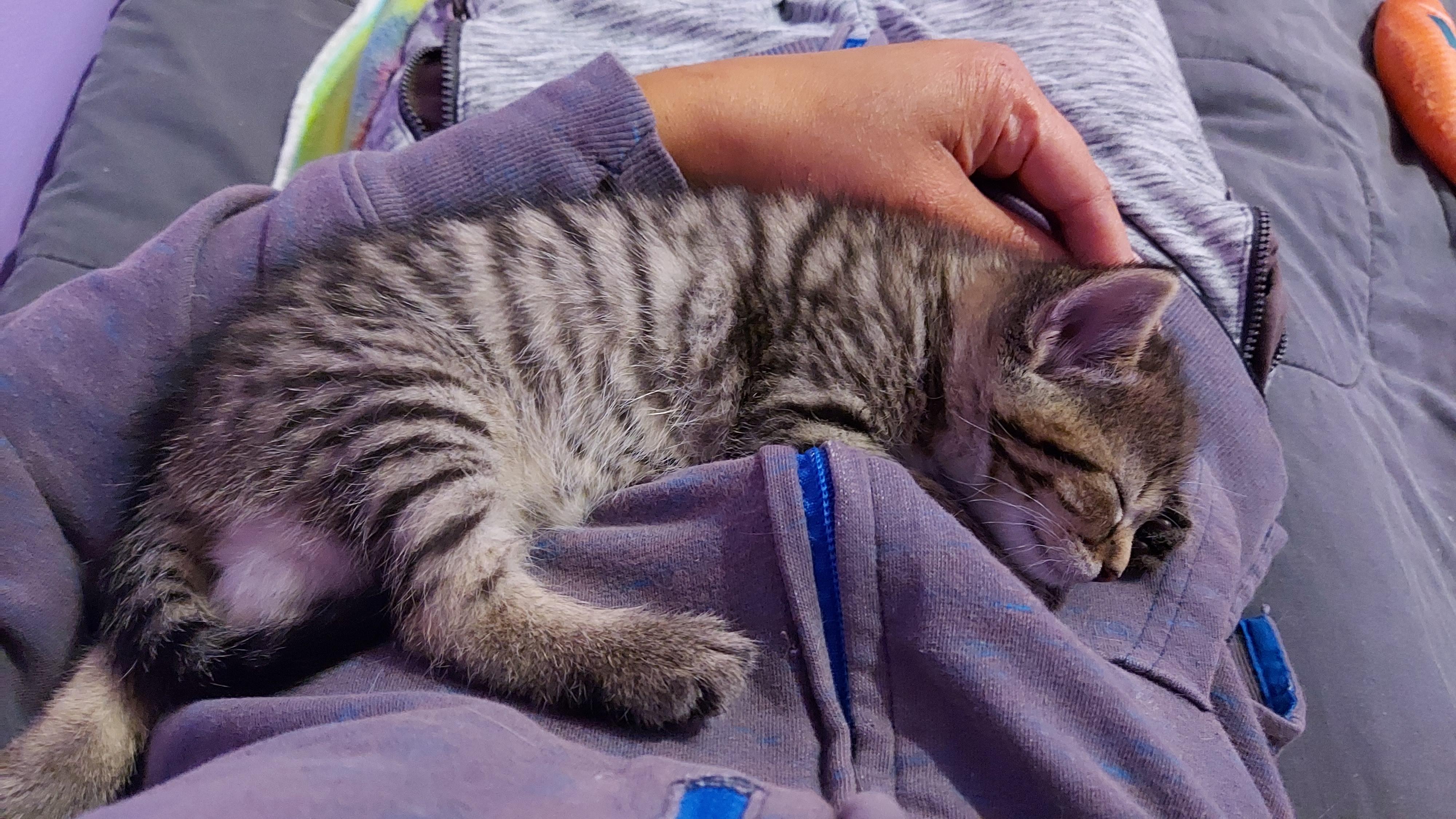 Boom Boom & Dazzler (Bonded Pair), a Adoptable Domestic Short Hair in Louisville, KY image 4/5