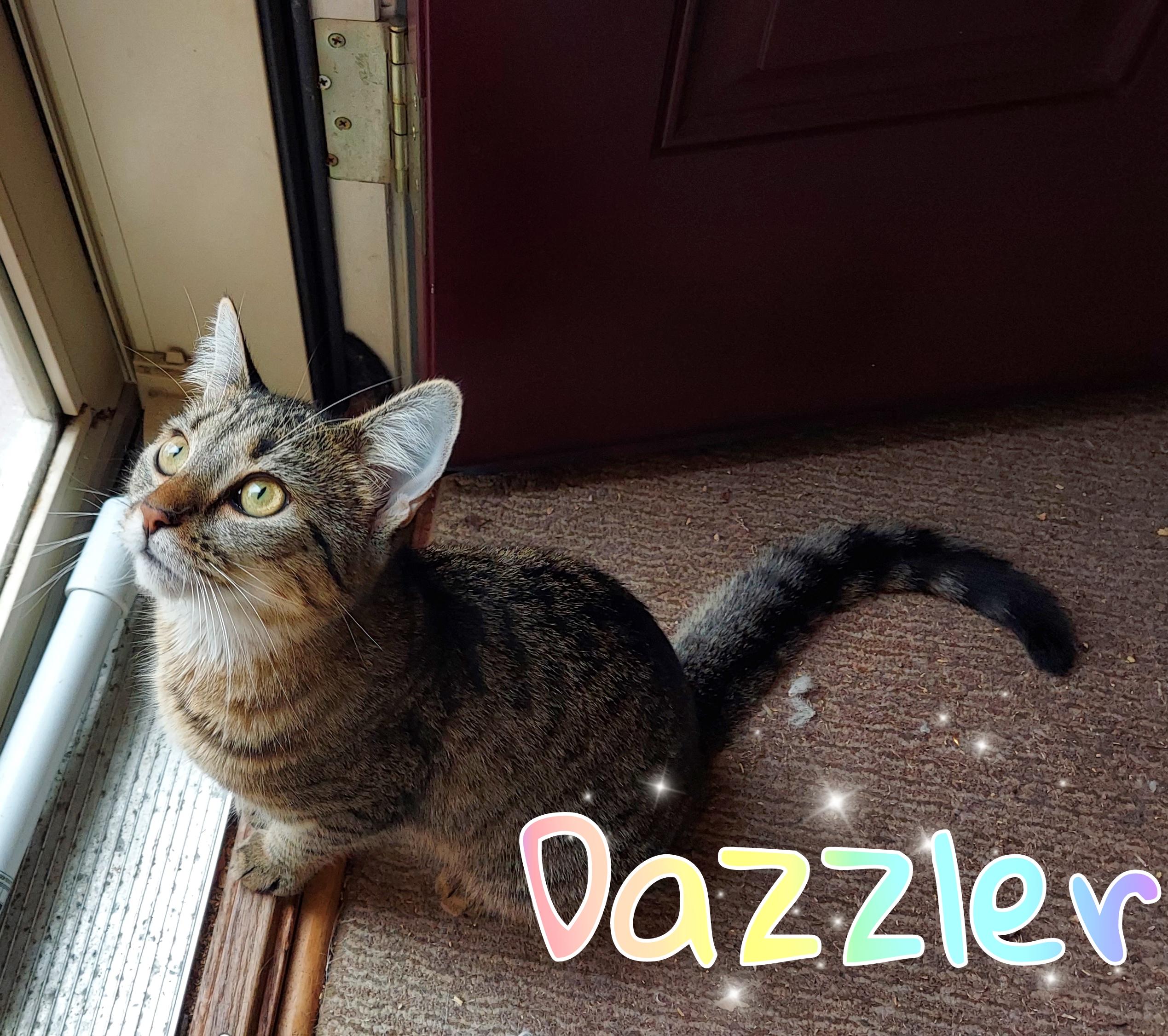 Boom Boom & Dazzler (Bonded Pair), a Adoptable Domestic Short Hair in Louisville, KY image 5/5