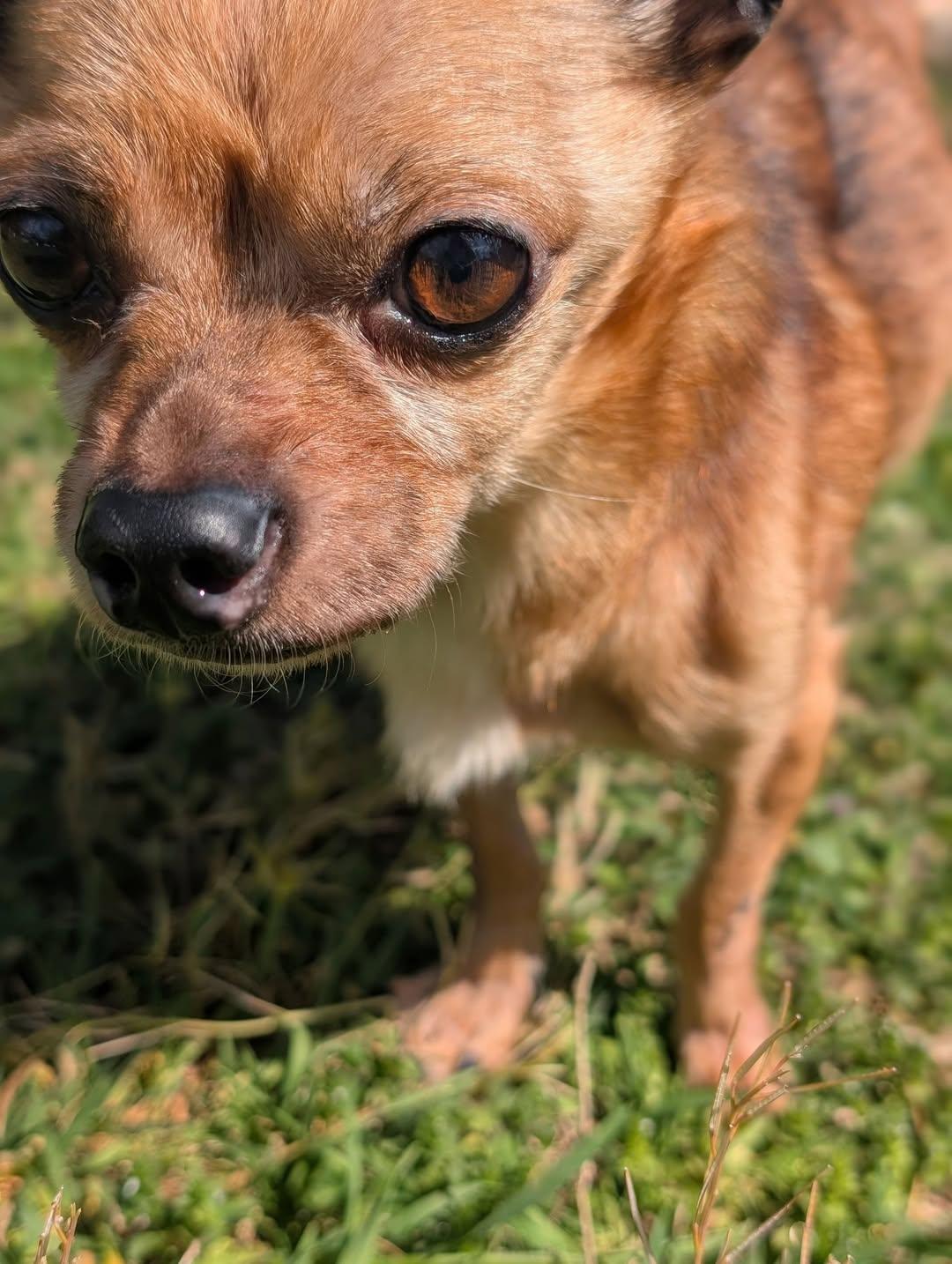 Sprout, Adopted, Senior Male Chihuahua.