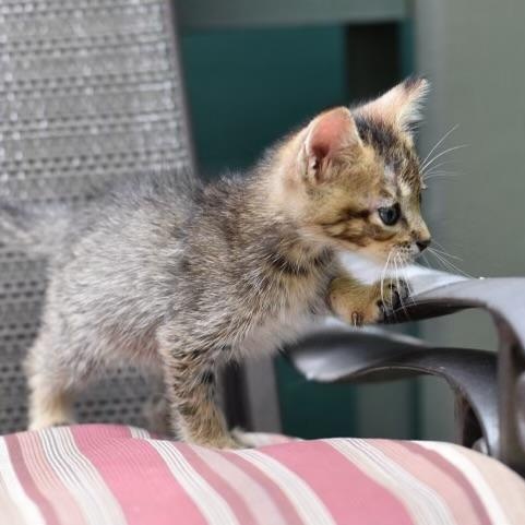 Taylor, an adopted American Shorthair in Princeton, NJ image 3/4