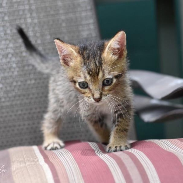 Taylor, an adopted American Shorthair in Princeton, NJ image 4/4