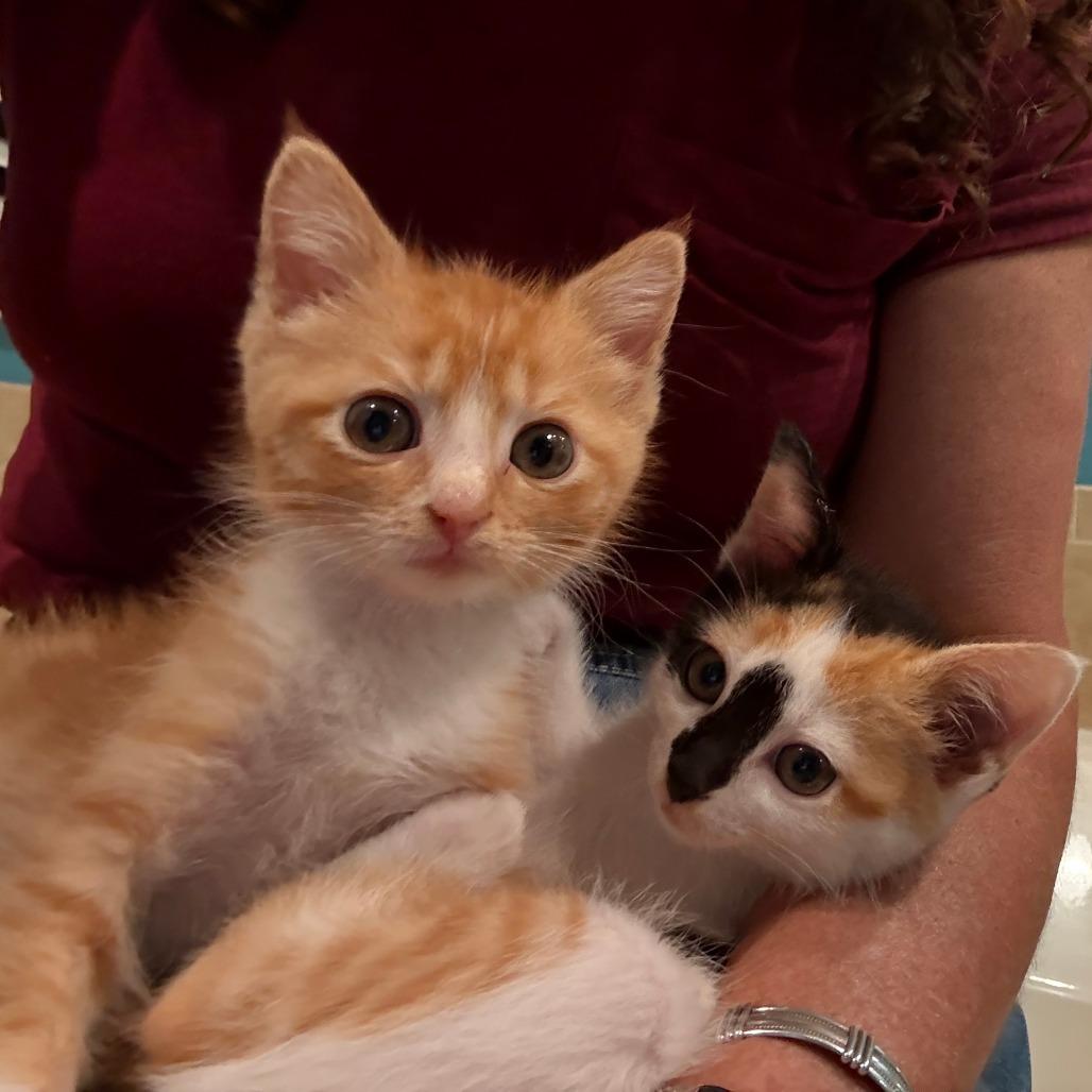 Whiskey, Adoptable, Kitten Male Domestic Short Hair.