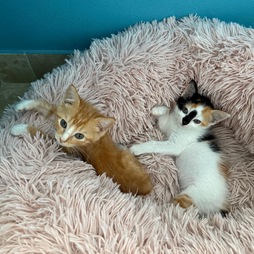 Enlarge Whiskey, a Adoptable Domestic Short Hair in Jupiter, FL image 2/6