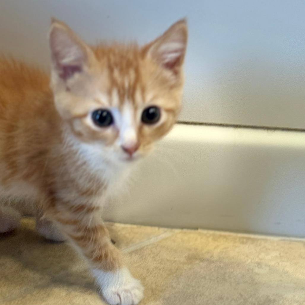 Enlarge Whiskey, a Adoptable Domestic Short Hair in Jupiter, FL image 3/6