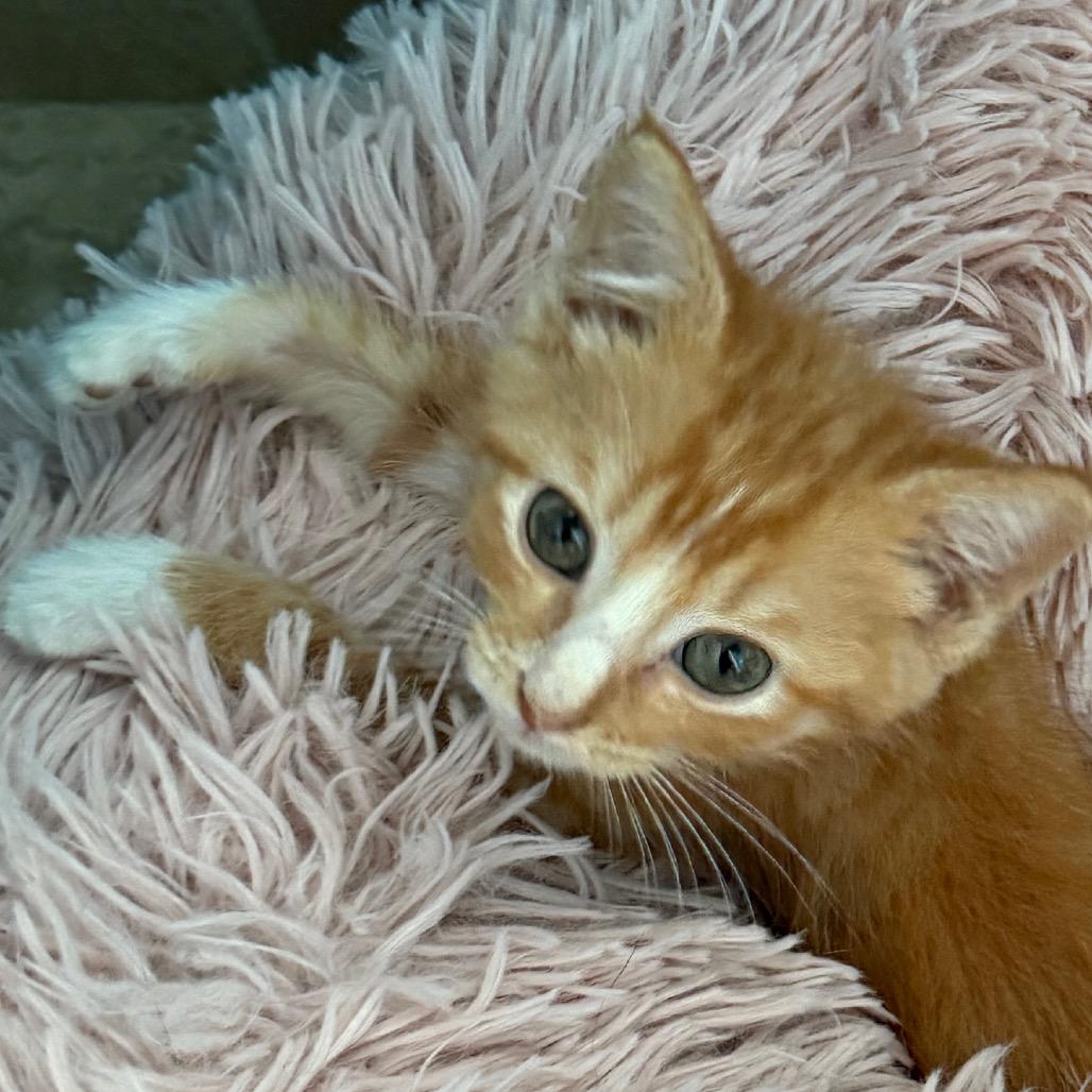 Enlarge Whiskey, a Adoptable Domestic Short Hair in Jupiter, FL image 4/6