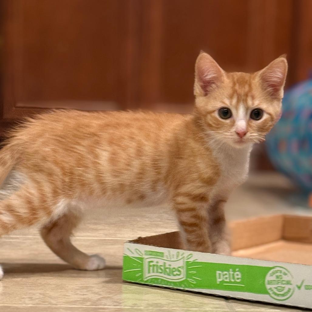 Enlarge Whiskey, a Adoptable Domestic Short Hair in Jupiter, FL image 5/6