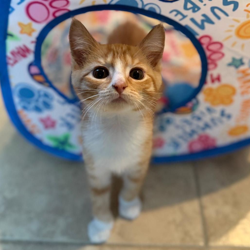 Enlarge Whiskey, a Adoptable Domestic Short Hair in Jupiter, FL image 6/6