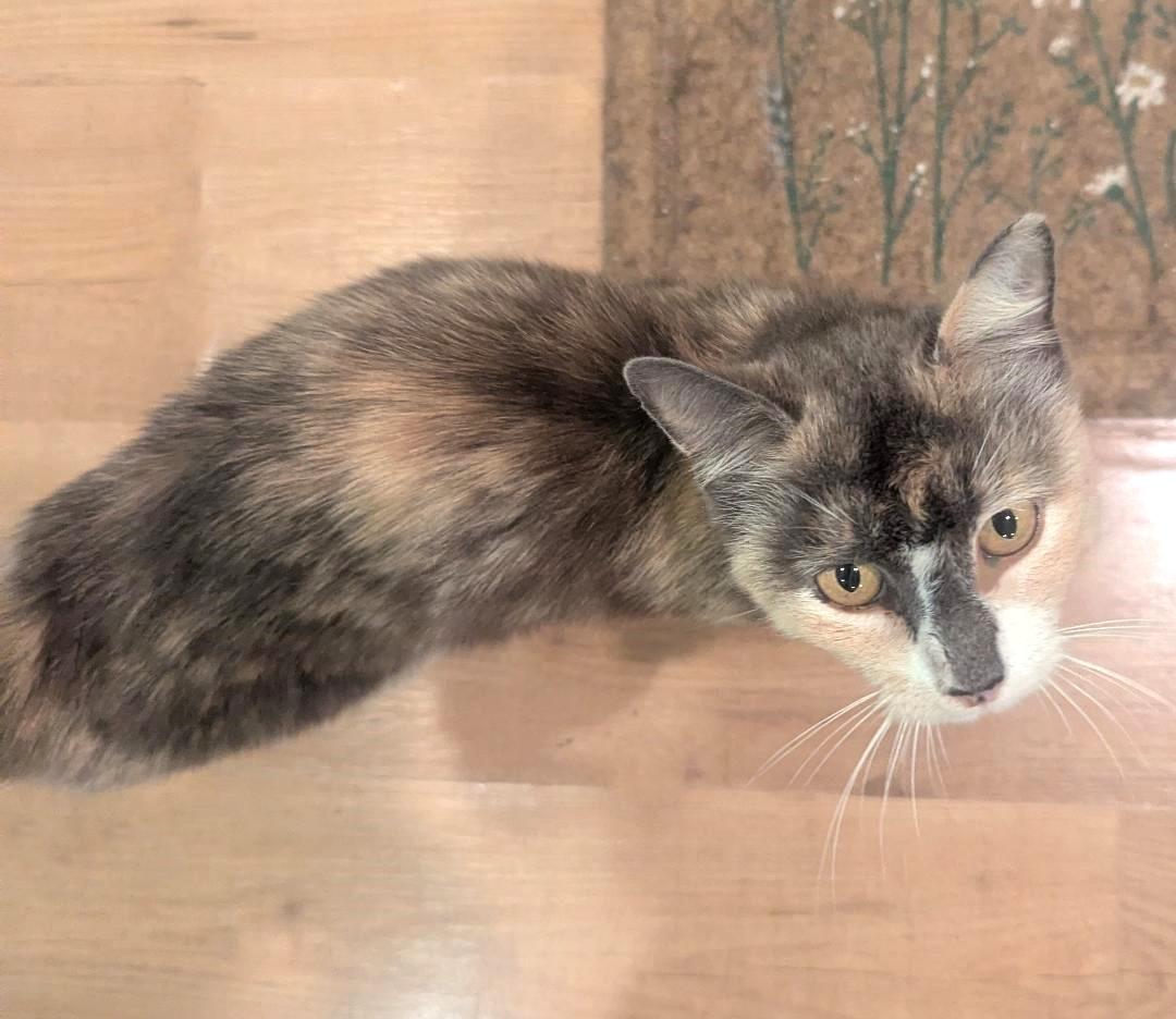 Enlarge CECILIA - BEAUTIFUL SWEET KITTY RESCUED FROM SHELTER, an adopted mixed breed in Plano, TX image 4/4