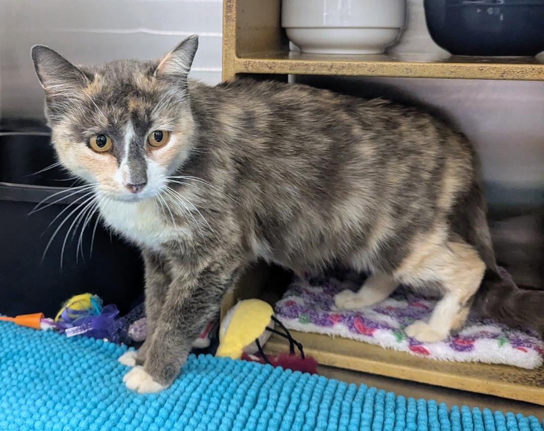 Enlarge CECILIA - BEAUTIFUL SWEET KITTY RESCUED FROM SHELTER, an adopted mixed breed in Plano, TX image 2/4