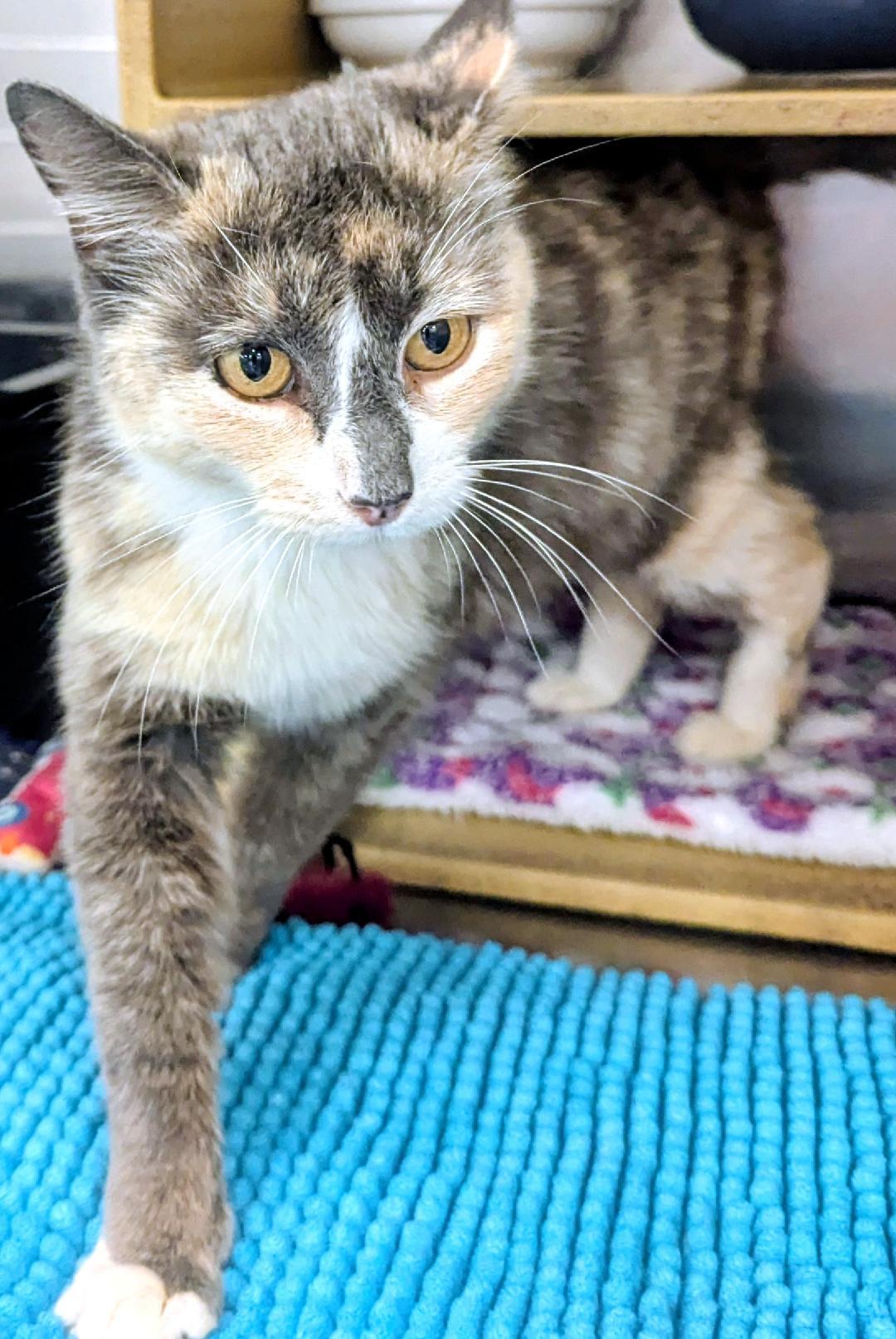 CECILIA - BEAUTIFUL SWEET KITTY RESCUED FROM SHELTER, adopted, Adult Female Dilute Calico & Domestic Short Hair.