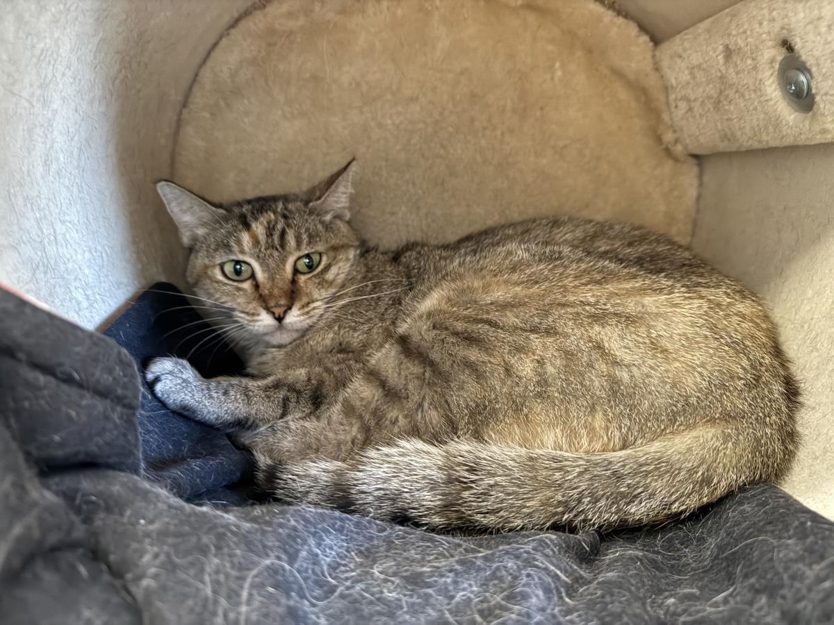 Enlarge Patricia Goldheart, a Adoptable mixed breed in Chandler, AZ image 1/3