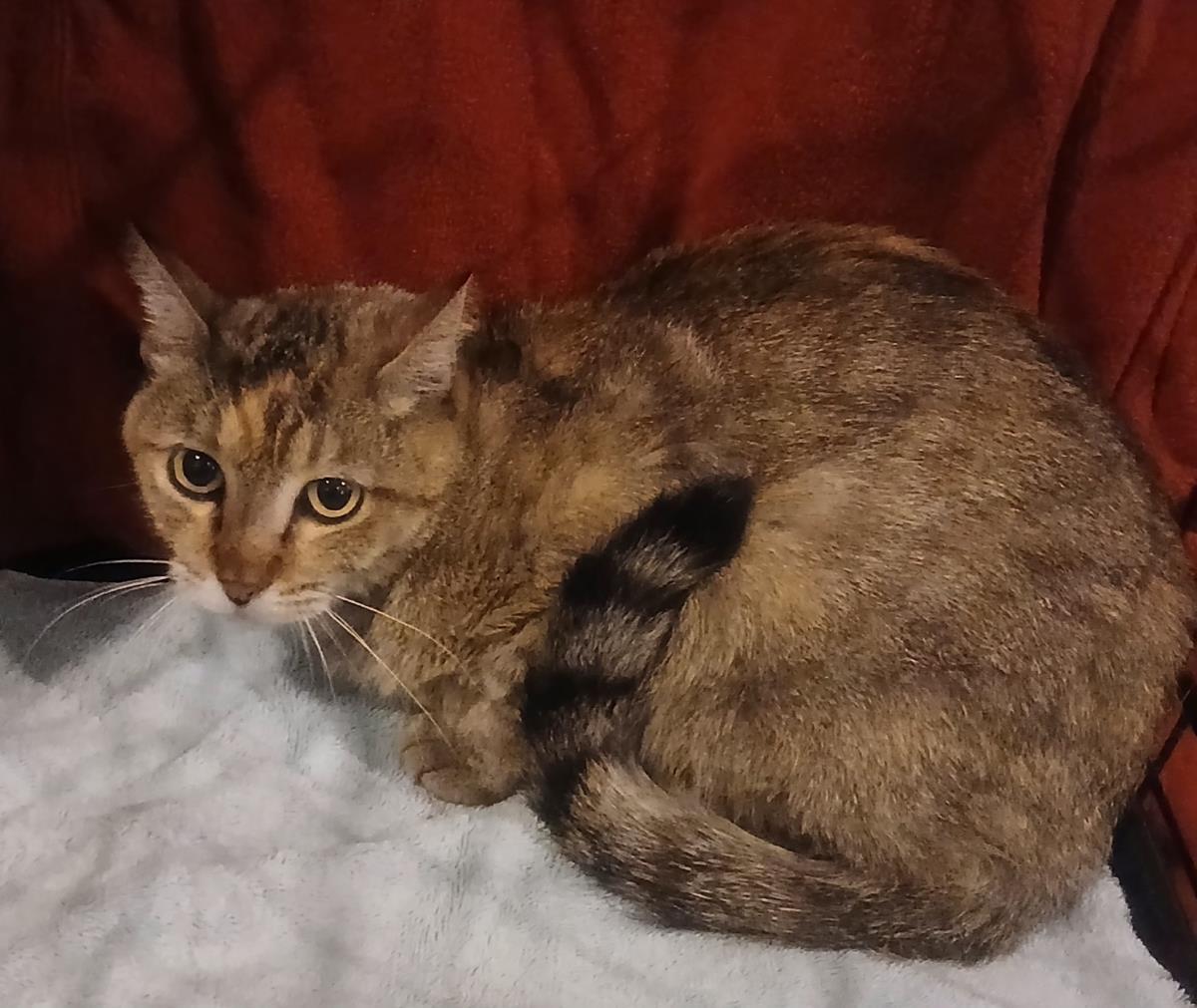 Enlarge Patricia Goldheart, a Adoptable mixed breed in Chandler, AZ image 3/3