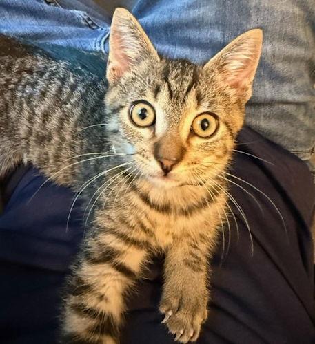 Milo - Petsmart Plantation, Adopted, Kitten Male Domestic Short Hair.