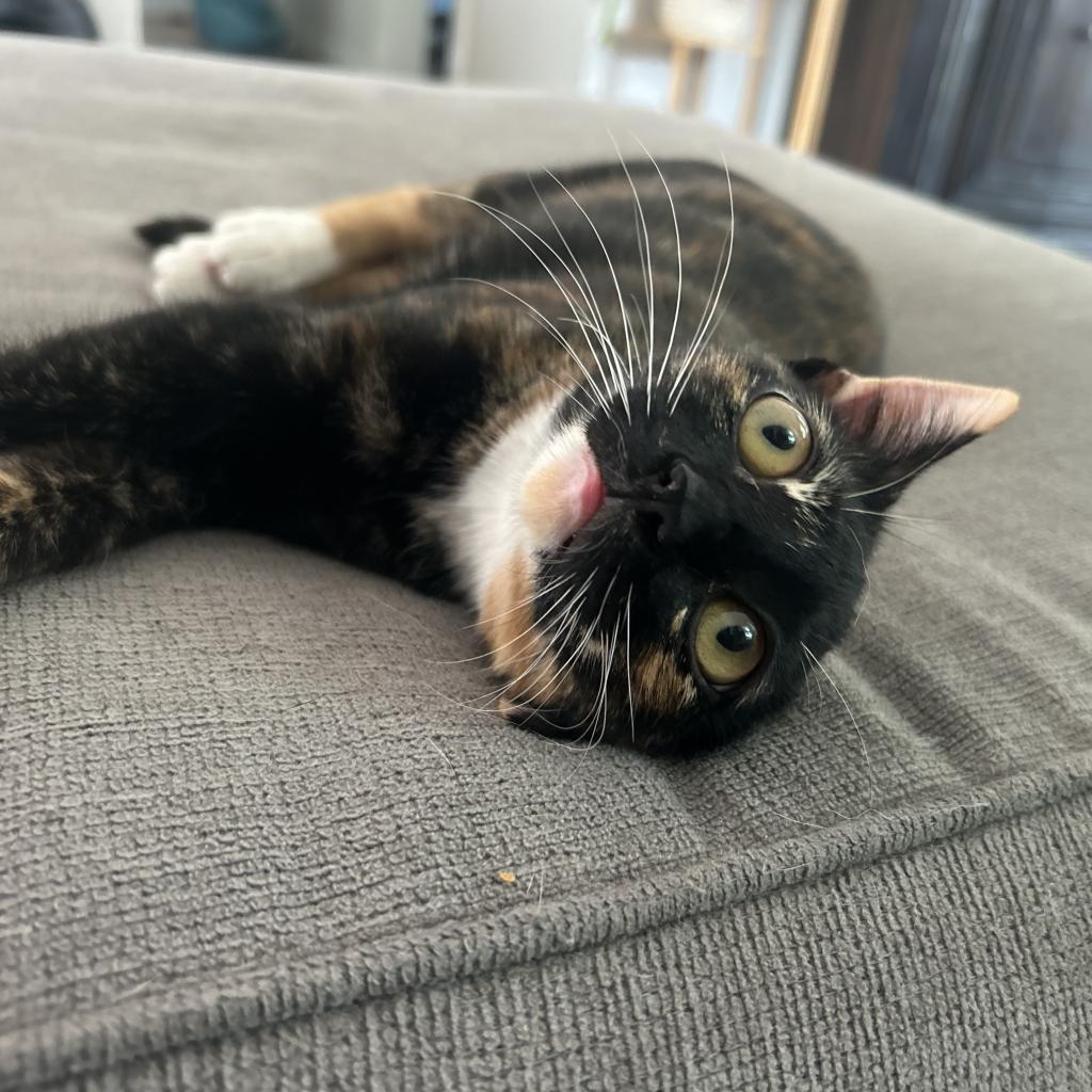 Tortilla, Adoptable, Adult Female Domestic Short Hair.