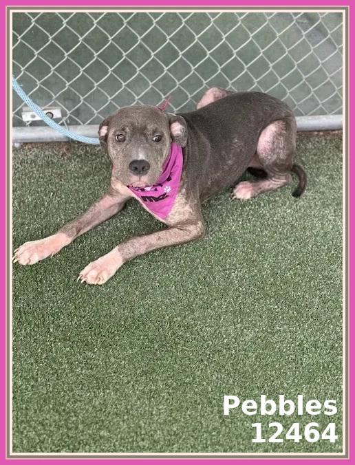 PEBBLES