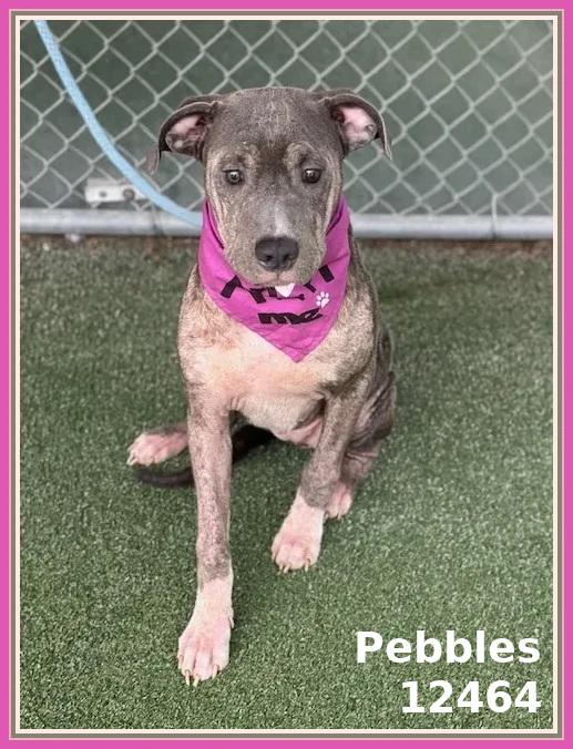 PEBBLES