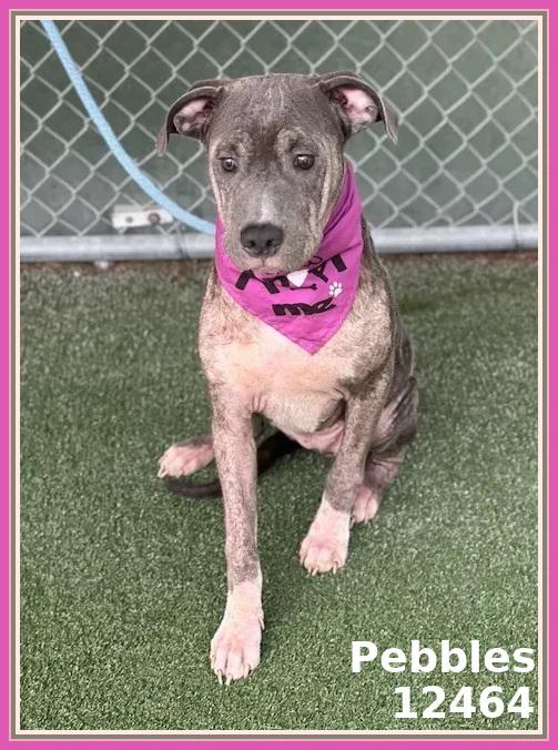 PEBBLES