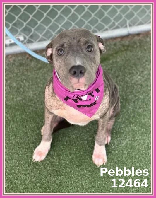 PEBBLES