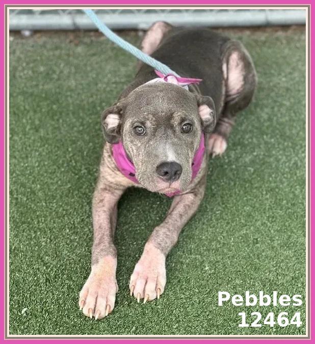 PEBBLES