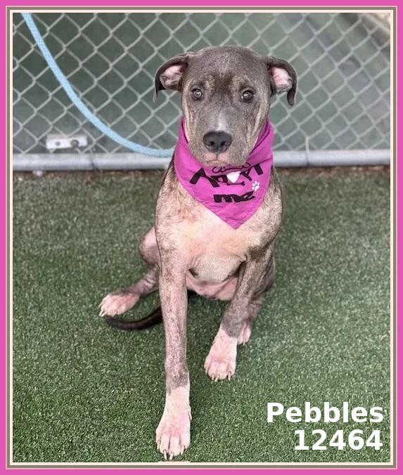 PEBBLES