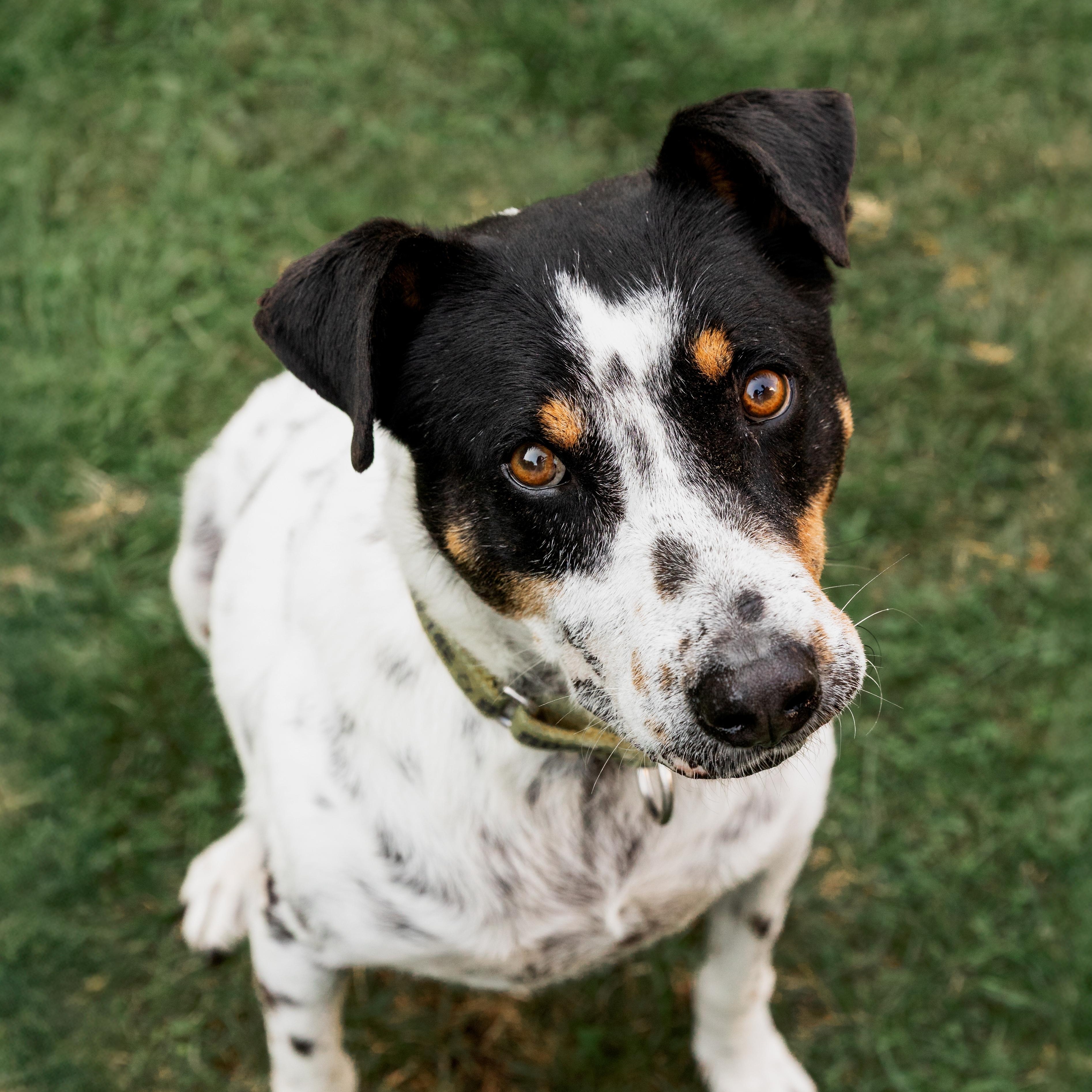 Enlarge Kiko, a ADOPTABLE mixed breed in Mississauga, ON image 4/6