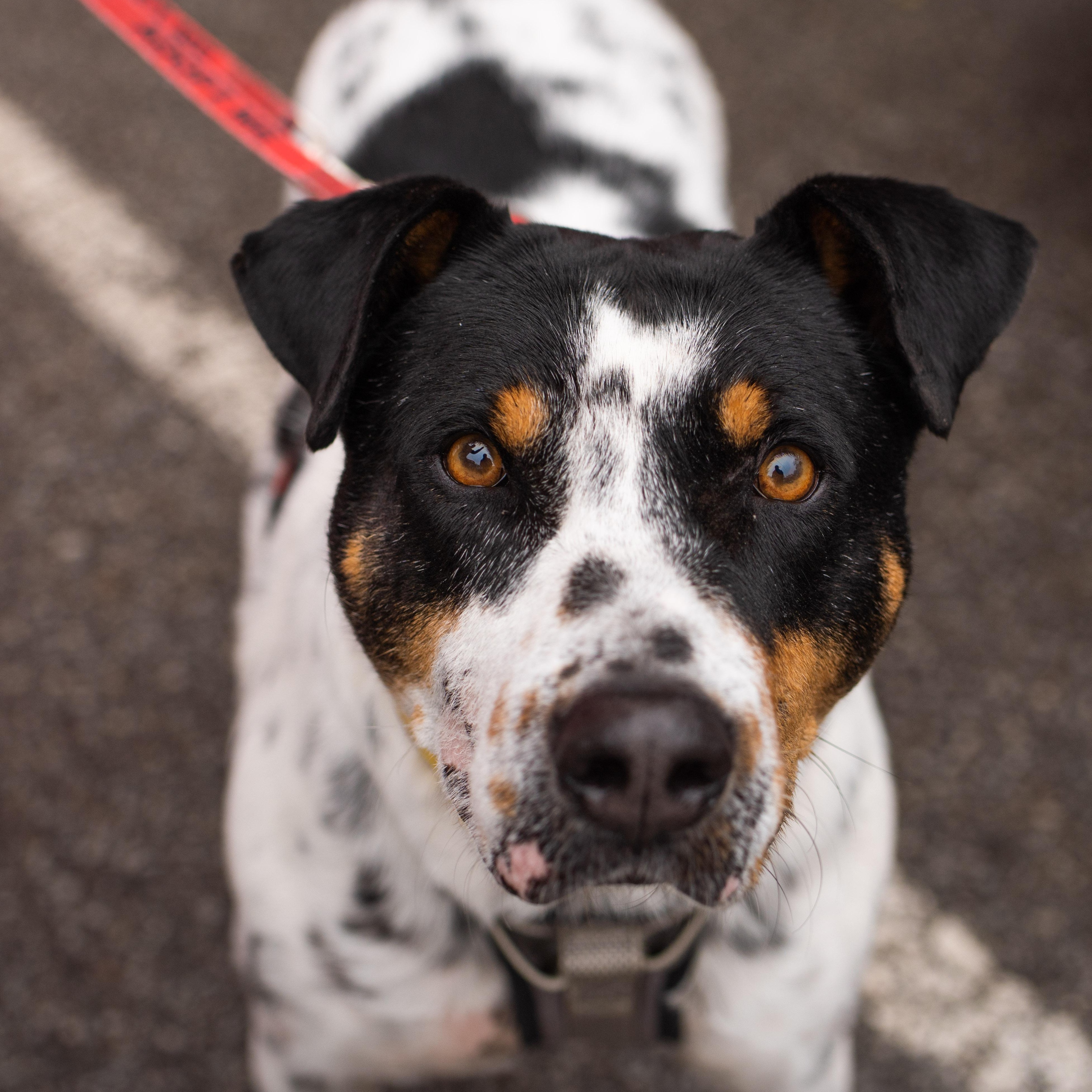 Kiko, ADOPTABLE, Senior Male Mixed Breed.