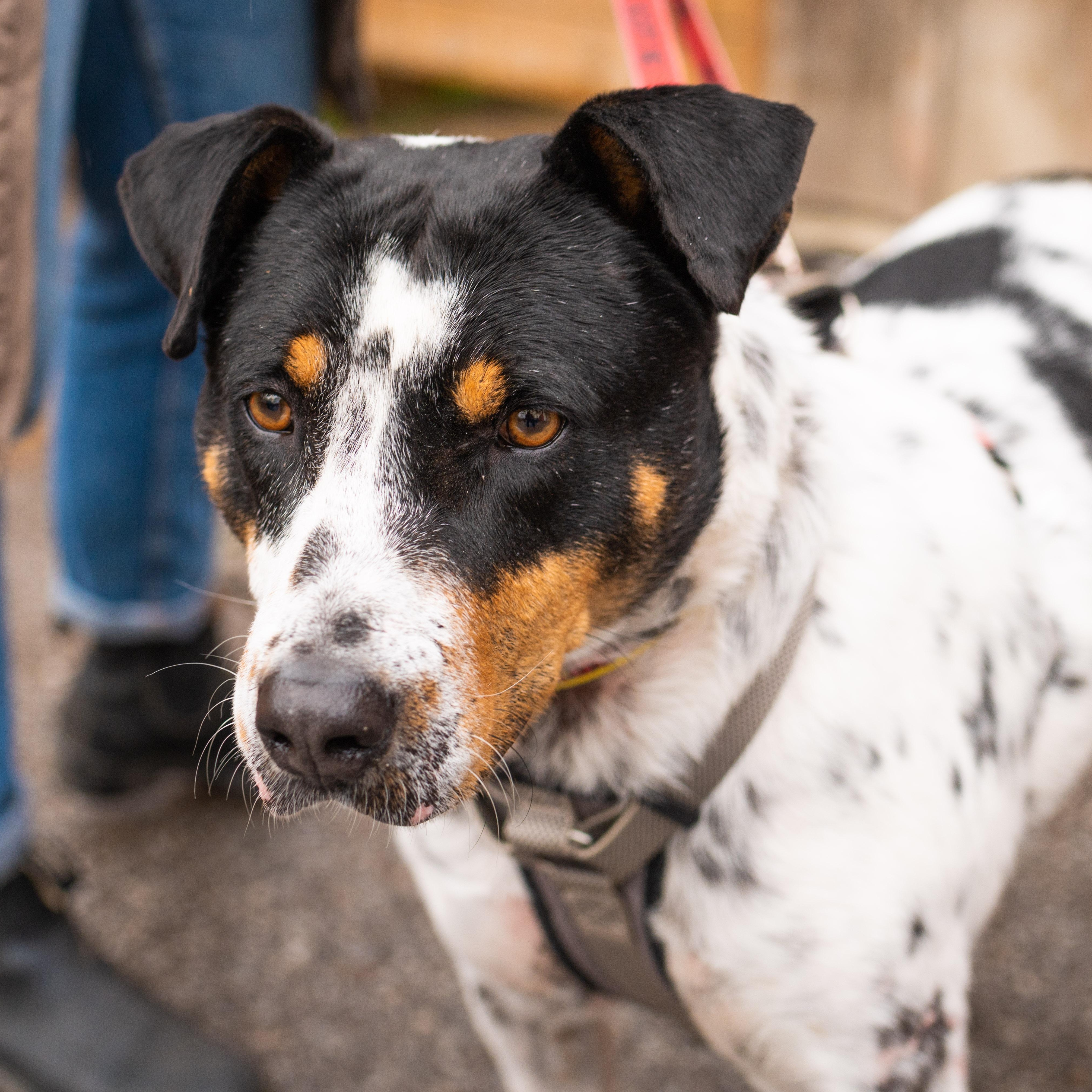Enlarge Kiko, a ADOPTABLE mixed breed in Mississauga, ON image 2/6