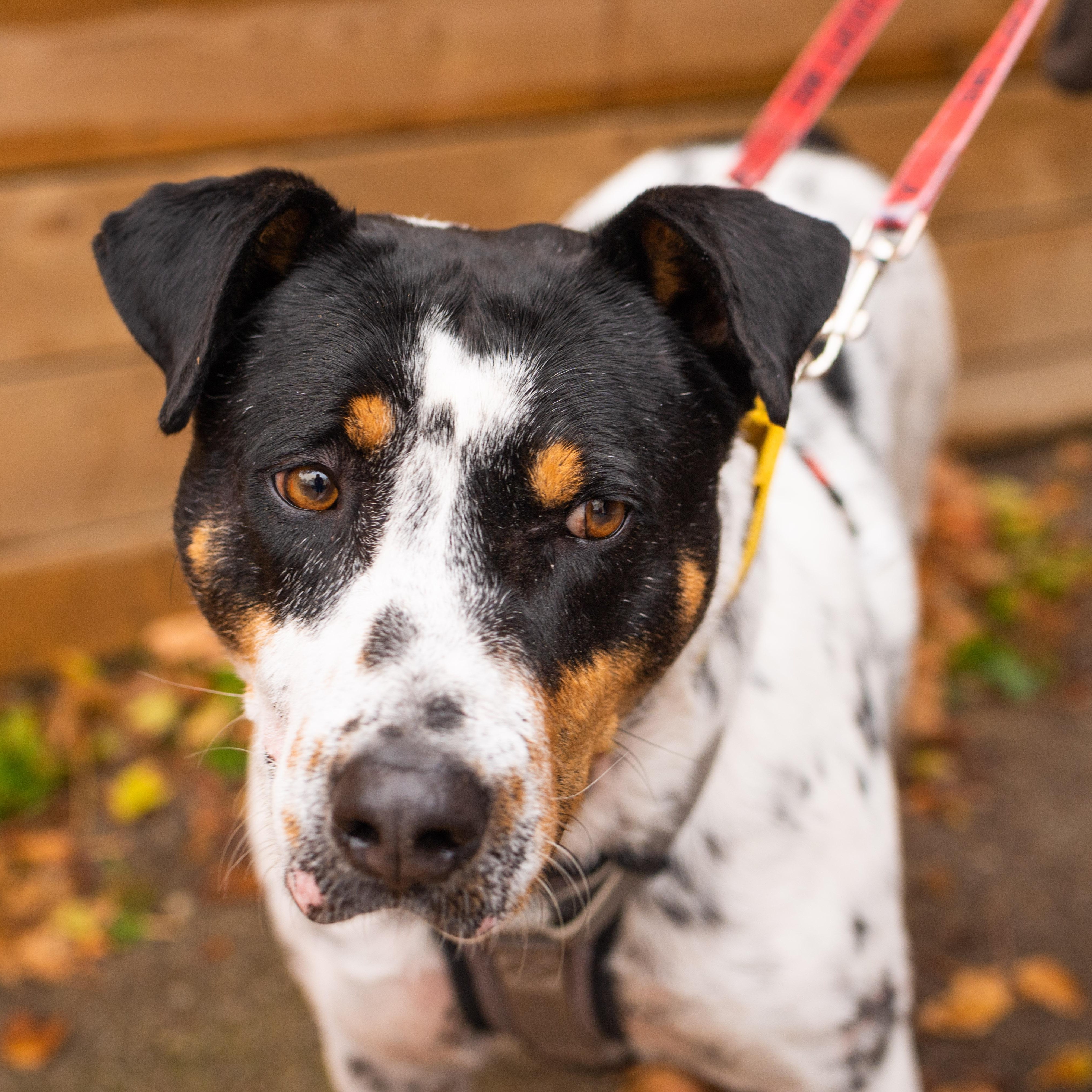 Enlarge Kiko, a ADOPTABLE mixed breed in Mississauga, ON image 5/6